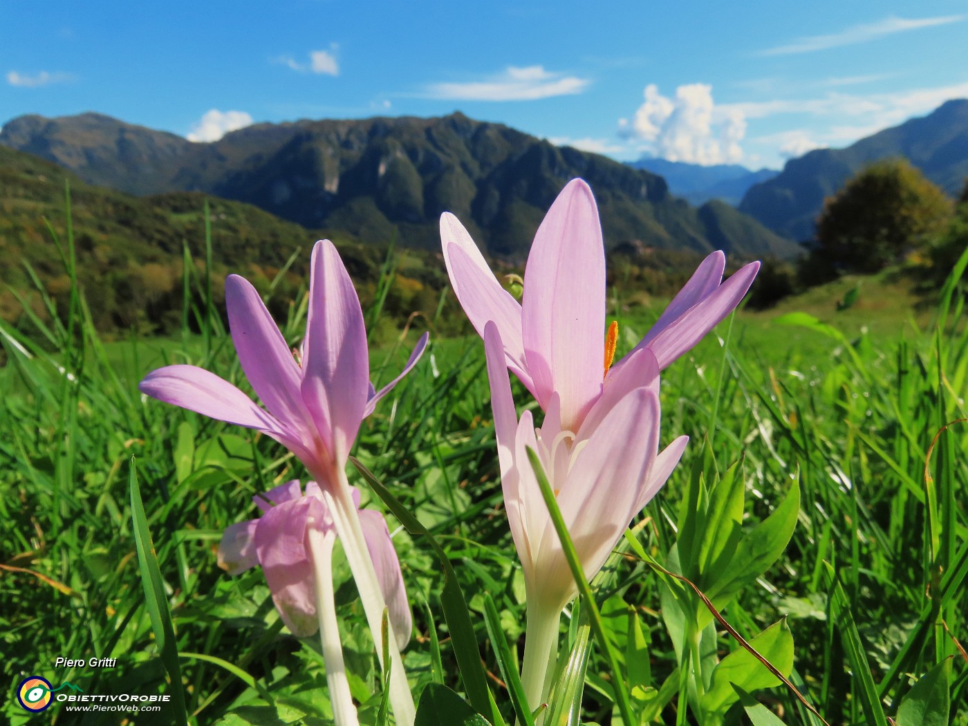 65 Colchicum autumnale (Colchico d'autunno) nei prati con vista in Cancervo.JPG